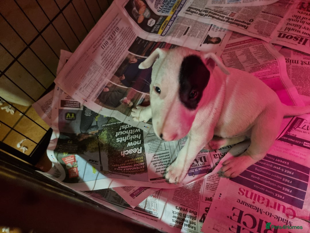 Bull Terrier dogs for sale: Bullterrier pups  - Image 9
