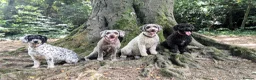 Spanish Water Dog dogs for sale: Spanish water dog  - Advert 31