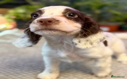 Cocker Spaniel dogs for sale: Four beautiful *working* cocker spaniel puppies - Advert 1