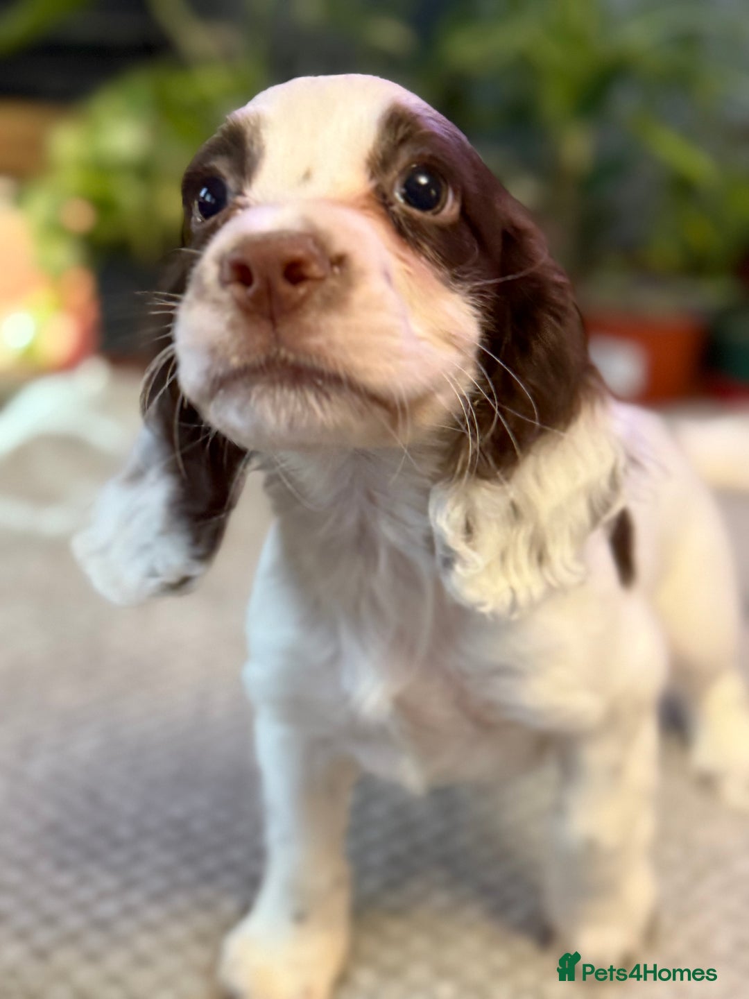 Cocker Spaniel dogs for sale: Four beautiful *working* cocker spaniel puppies - Advert 1