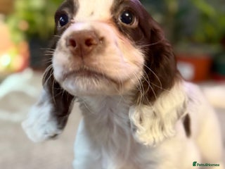 Cocker Spaniel dogs for sale: Four beautiful *working* cocker spaniel puppies - Advert 1