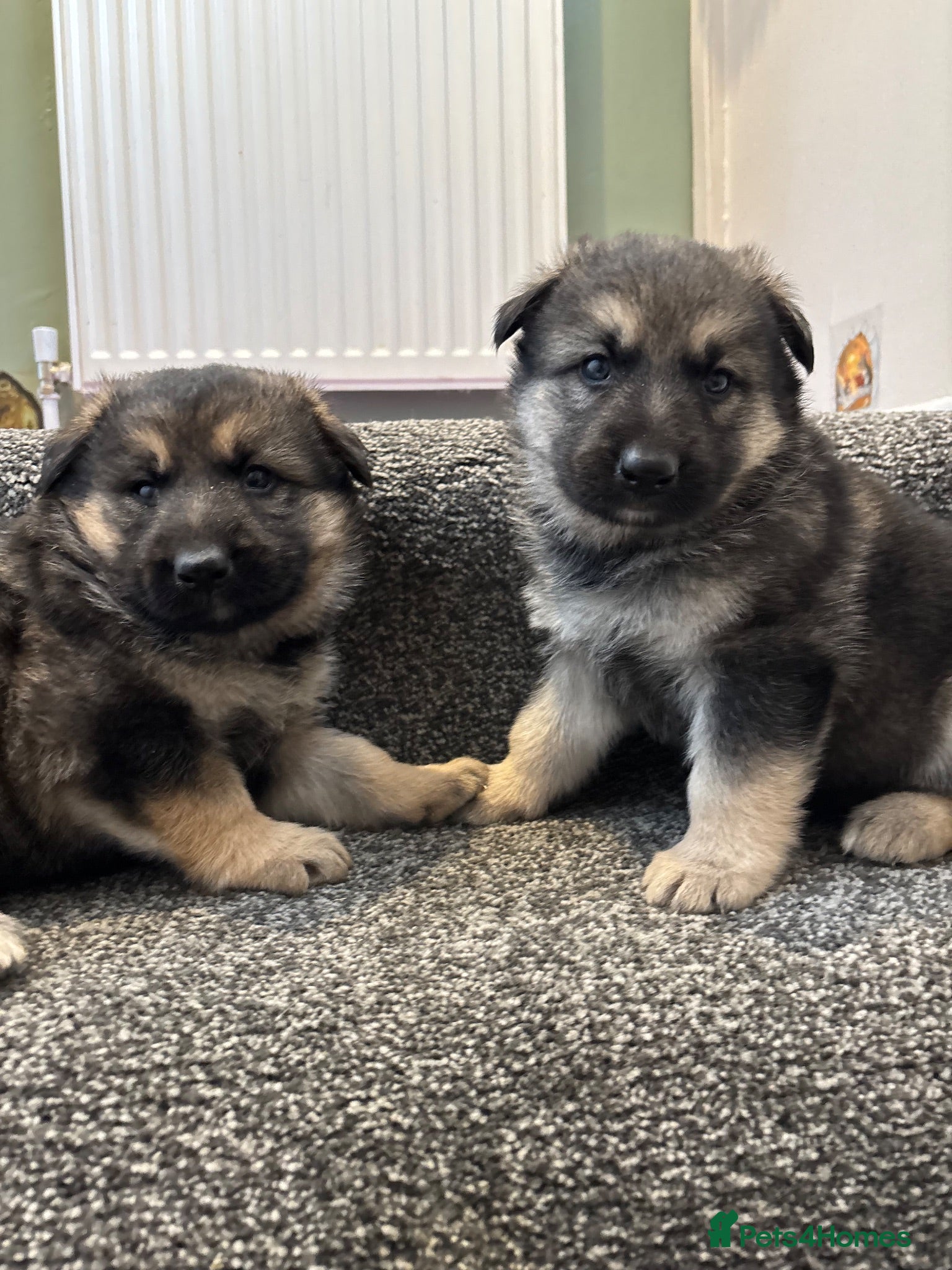 German Shepherd dogs German shepherd puppies  - Advert 10
