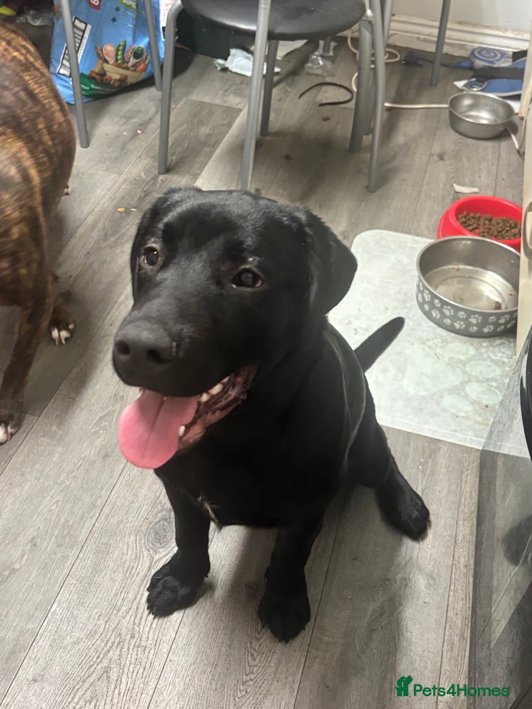 Mixed Breed dogs for sale: Bentley & Enzo  beautiful Staffadors 6 months - Image 4