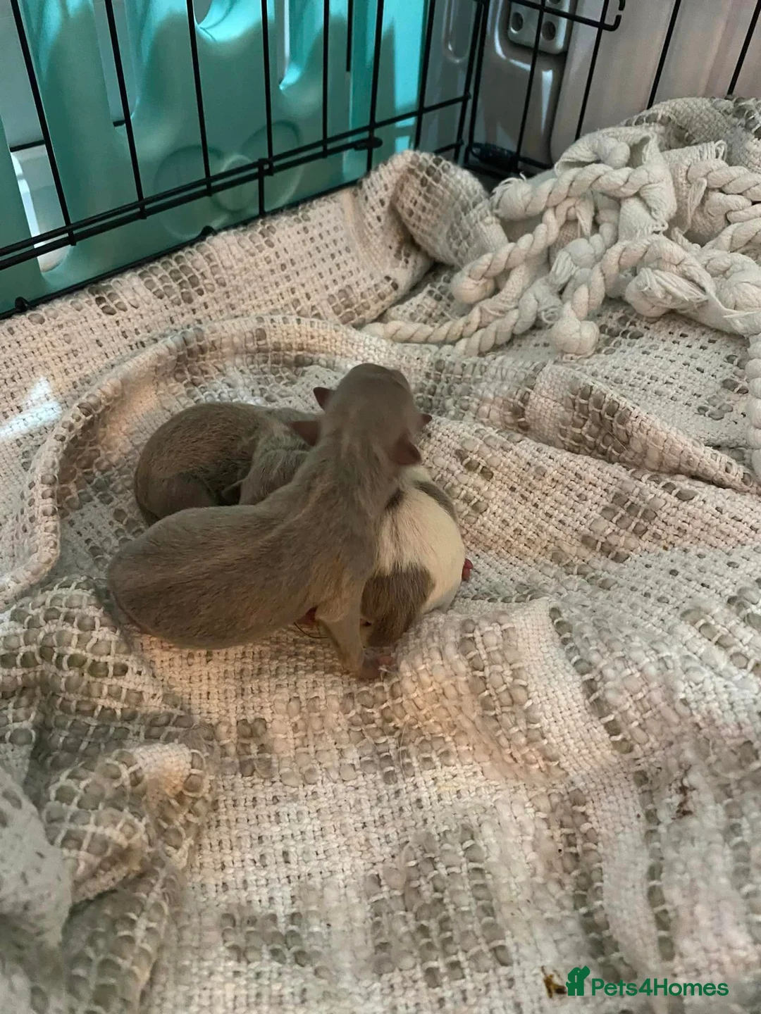 Chihuahua dogs for stud: Proven Stud  in Tamworth - Advert 6