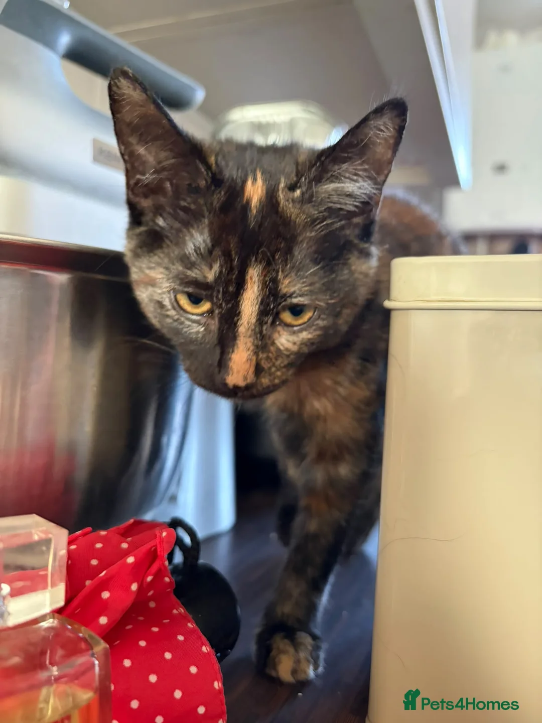 Mixed Breed cats for sale: 2 gorgeous female kittens part Norwegian forest  in Arlesey - Advert 2