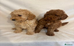 Cavapoo dogs for sale: Extensively Health Tested F1BB Cavapoo Puppies - Image 4