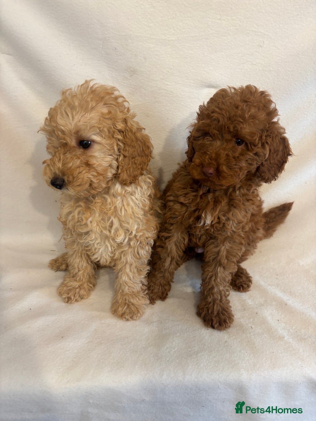 Cavapoo dogs for sale: Extensively Health Tested F1BB Cavapoo Puppies - Image 4