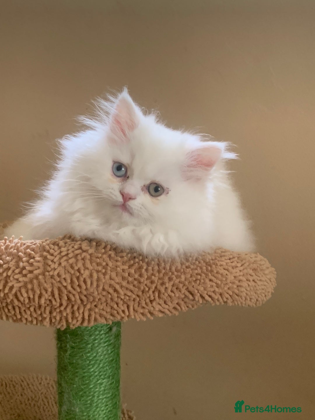 Persian cats for sale: 2 gorgeous Persian kits - Image 2