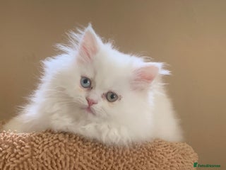 Persian cats - Advert 4