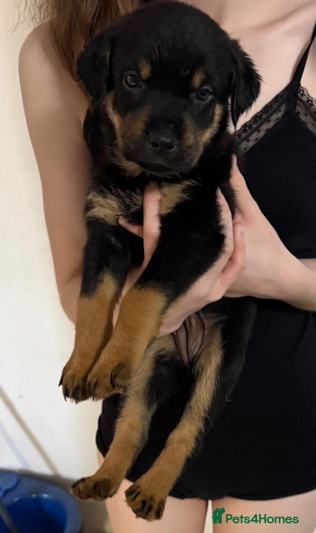 Mixed Breed dogs for sale: German Shepherd husky mix Rottweiler - Advert 2