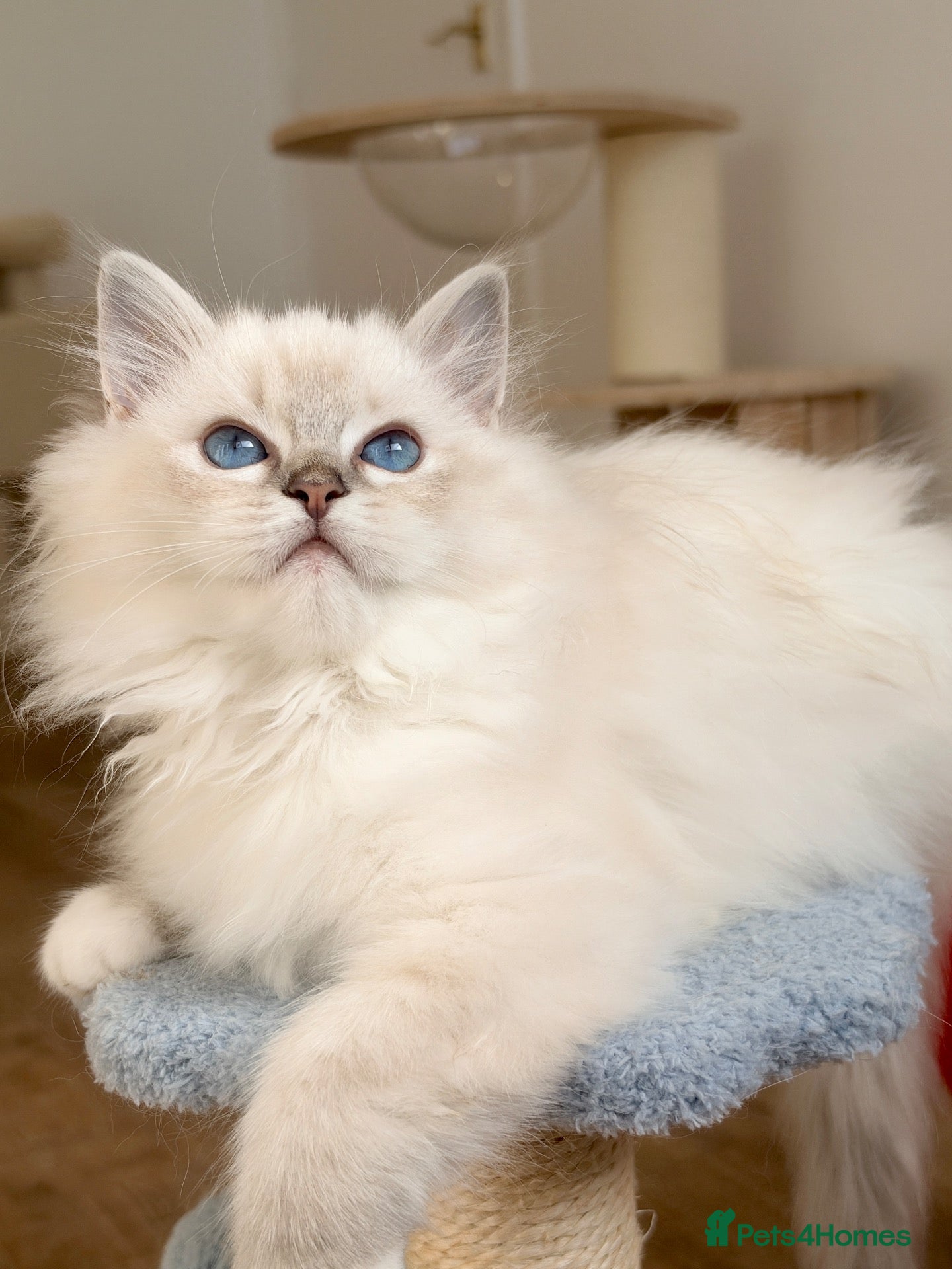Ragdoll cats Ready To Leave Blue Lynx Ragdoll 💙Deep Blue Eyes - Advert 1