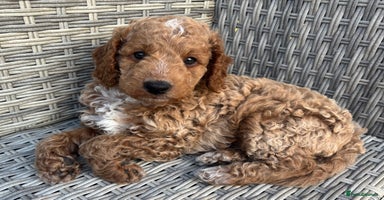 Cockapoo dogs - Advert 11