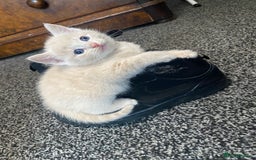 Mixed Breed cats for sale: 5 beautiful kittens  - Image 3