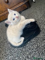 Mixed Breed cats - Advert 13