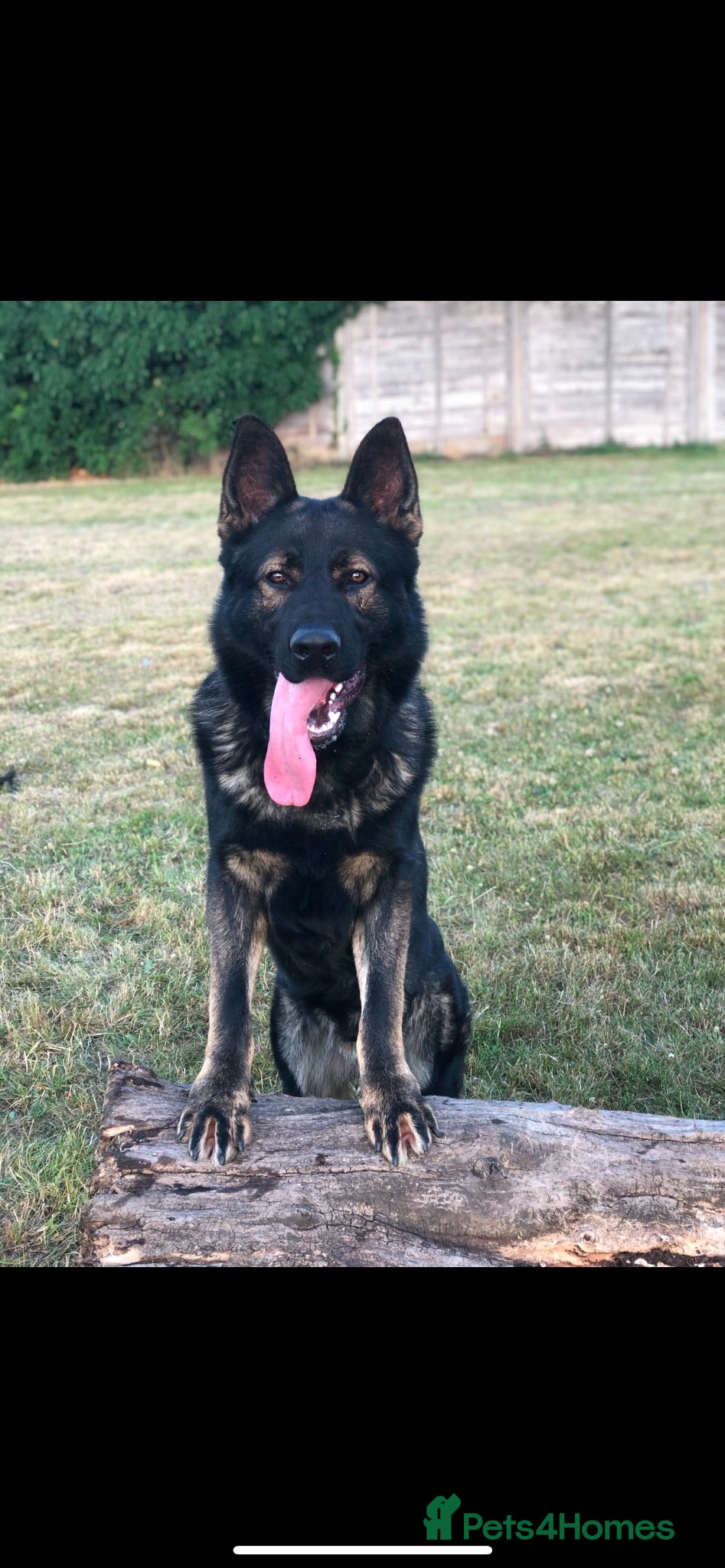 German Shepherd dogs Elite Czech German Shepherd Puppies Available!!! - Advert 3