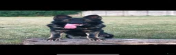 German Shepherd dogs for sale: BLACK TOP QUALITY CZECH GERMAN SHEPHERD PUPPY!! - Advert 8