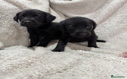 Labrador Retriever dogs for sale: Labrador Pups - Image 6