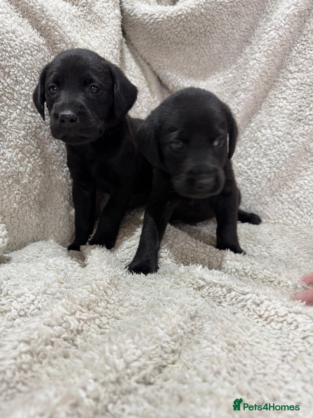Labrador Retriever dogs for sale: Labrador Pups - Image 6