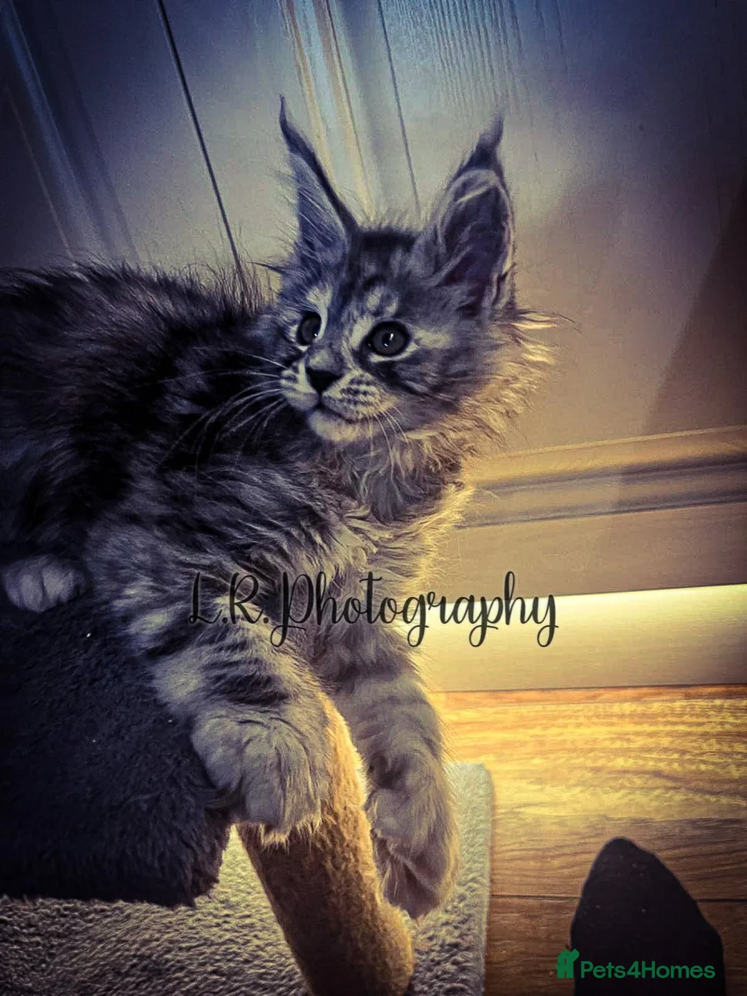 Maine Coon cats for sale: TICA Registered Maine Coon/ Polydactyl - Advert 2