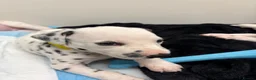 Dalmatian dogs for sale: Dalmatian puppies - Advert 12