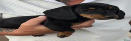 Miniature Dachshund dogs for sale: Beautiful miniature Dachunds - Advert 4