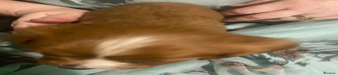 Cavalier King Charles Spaniel Puppy 4