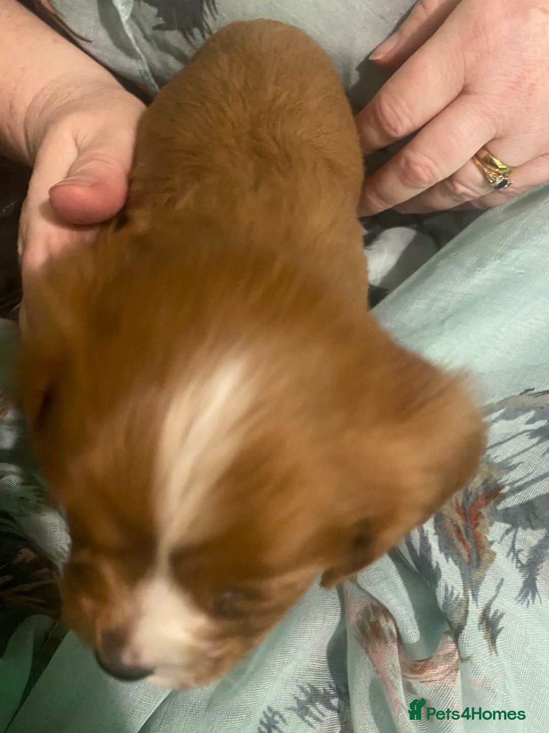 Cavalier King Charles Spaniel dogs for sale: Cavalier King Charles Spaniel Puppies - Advert 6