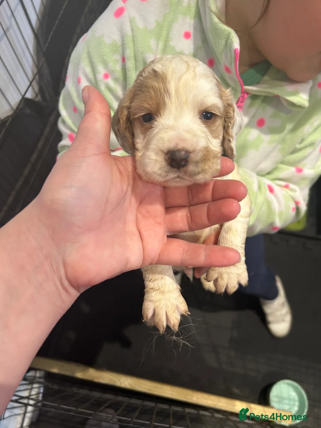 Cocker Spaniel dogs for sale: kC reg cocker spaniel pups - Advert 6