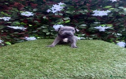 Staffordshire Bull Terrier dogs for sale: READY TO LEAVE KC staffy pups. - Image 8