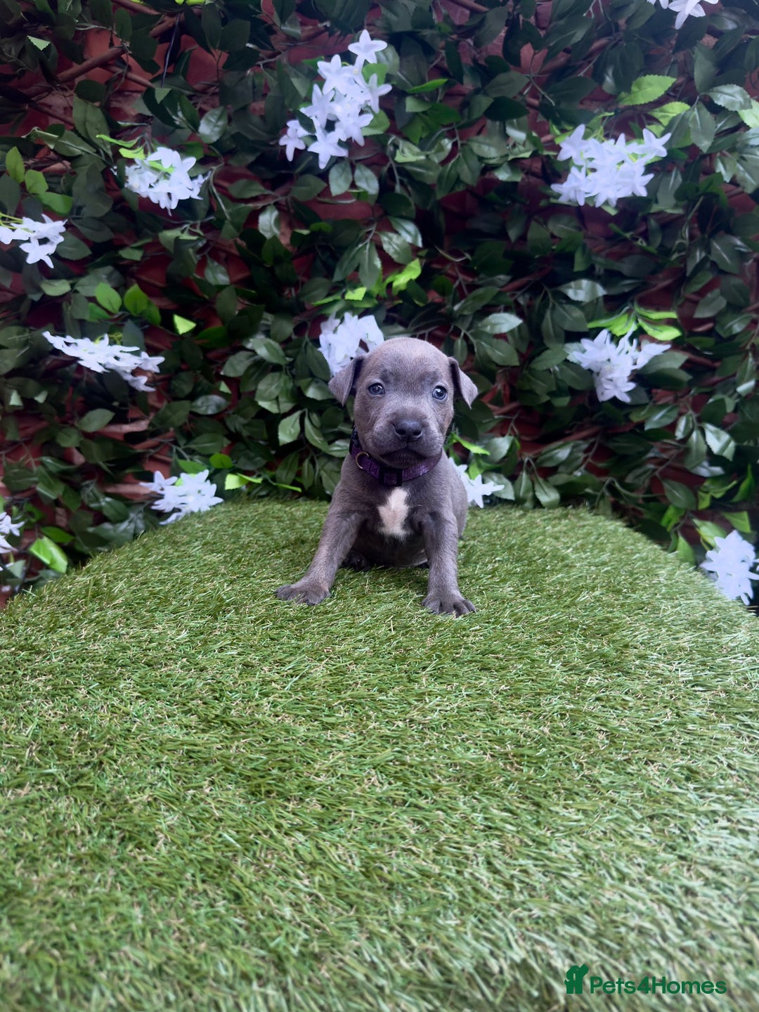 Staffordshire Bull Terrier dogs for sale: READY TO LEAVE KC staffy pups. - Image 8