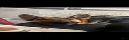 German Shepherd dogs for sale: German Shepherd - Jango  - Advert 7