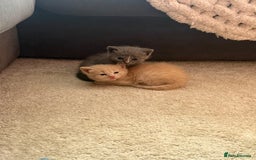 British Shorthair cats for sale: British Shorthair kittens  - Image 10