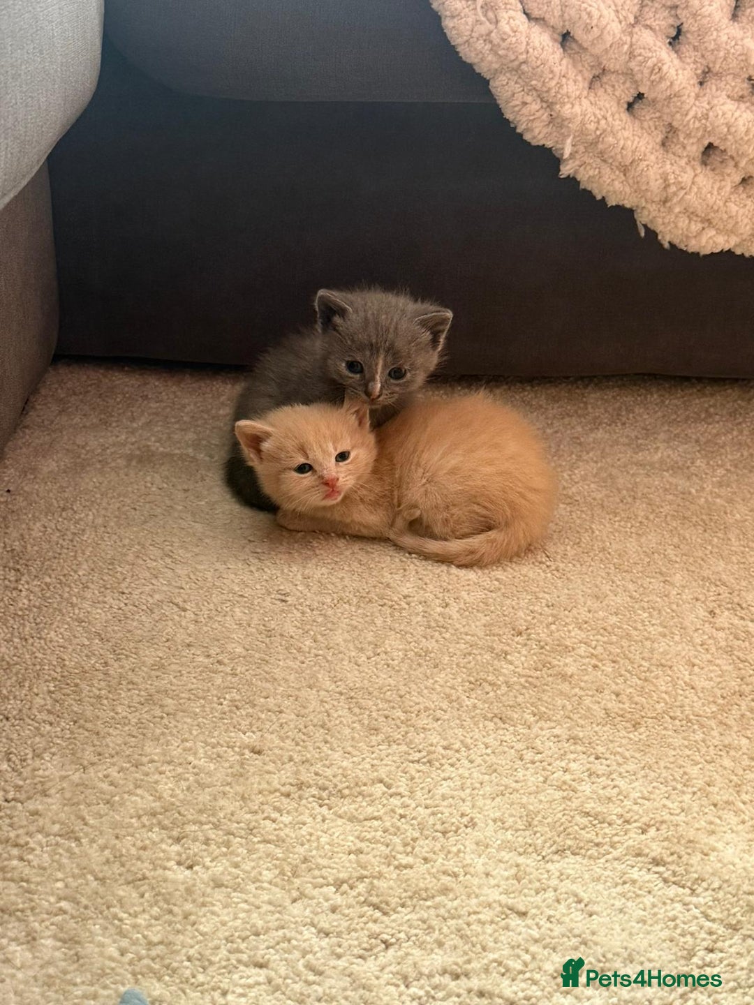British Shorthair cats for sale: British Shorthair kittens  - Image 10