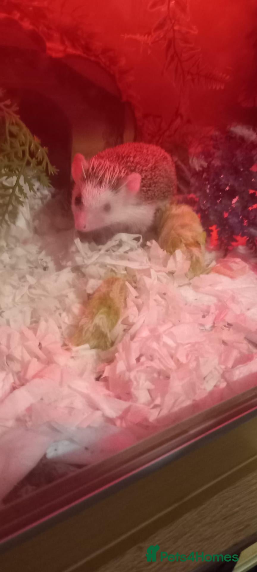 Pygmy Hedgehog rodents Africsn pygmy hedgehog - Advert 1