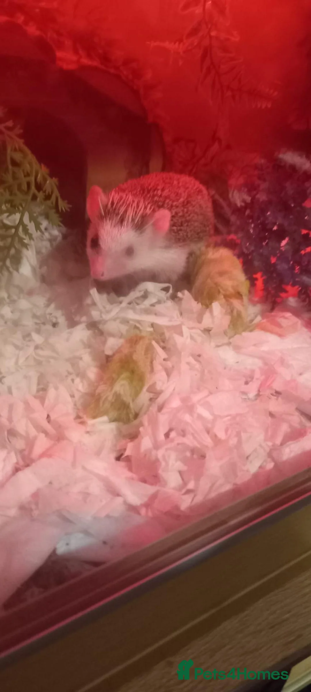 Pygmy Hedgehog rodents for sale: Africsn pygmy hedgehog in Edenbridge - Advert 1