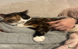 Domestic Shorthair cats for sale: Are you Bambis forever home? - Image 6