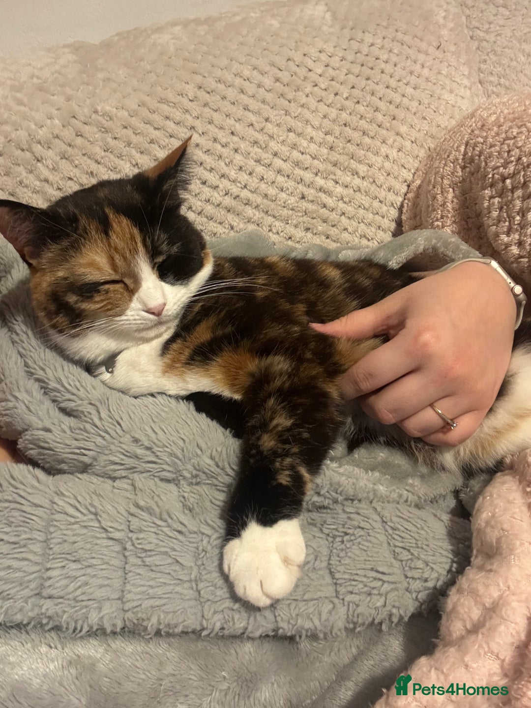 Domestic Shorthair cats for sale: Are you Bambis forever home? - Image 6