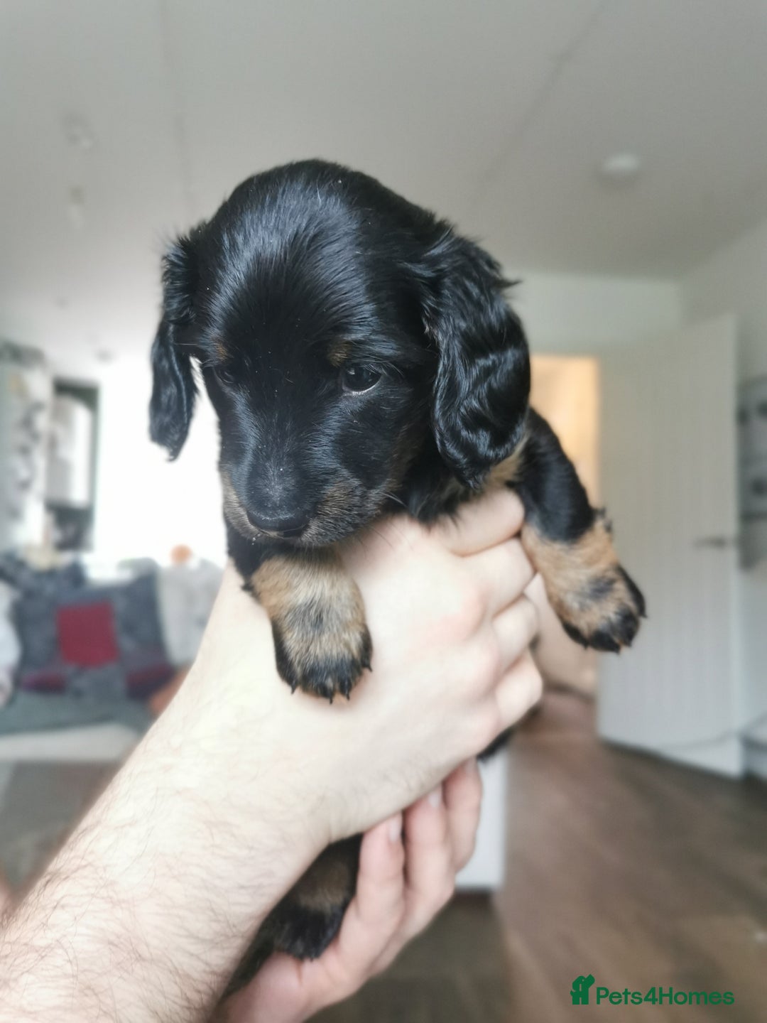 Miniature Dachshund dogs for sale: 5 beautiful miniature dachshund pups for sale - Advert 25