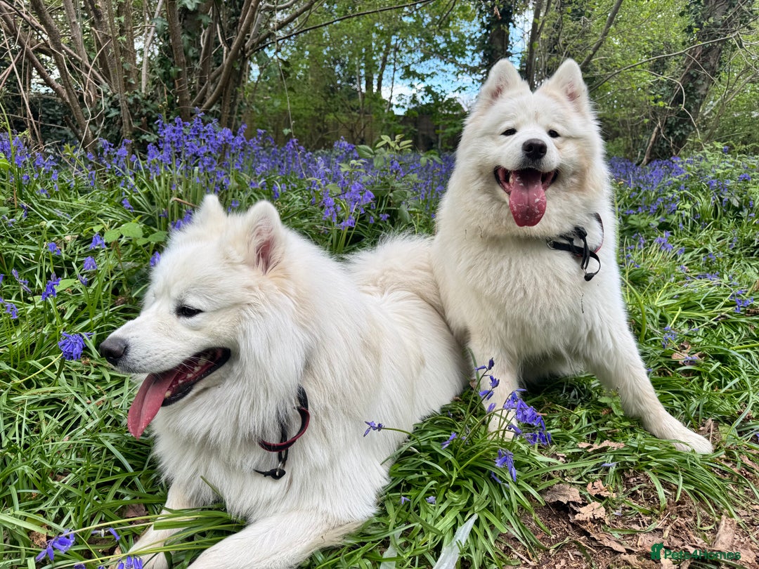 Samoyed dogs for stud: Nate  - Advert 6