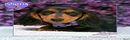 Miniature Dachshund dogs for sale: Luna KC Miniature Dachshund Girl  - Advert 3