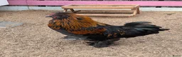 Chickens poultry for sale: Black Silkie chicken  - Advert 10