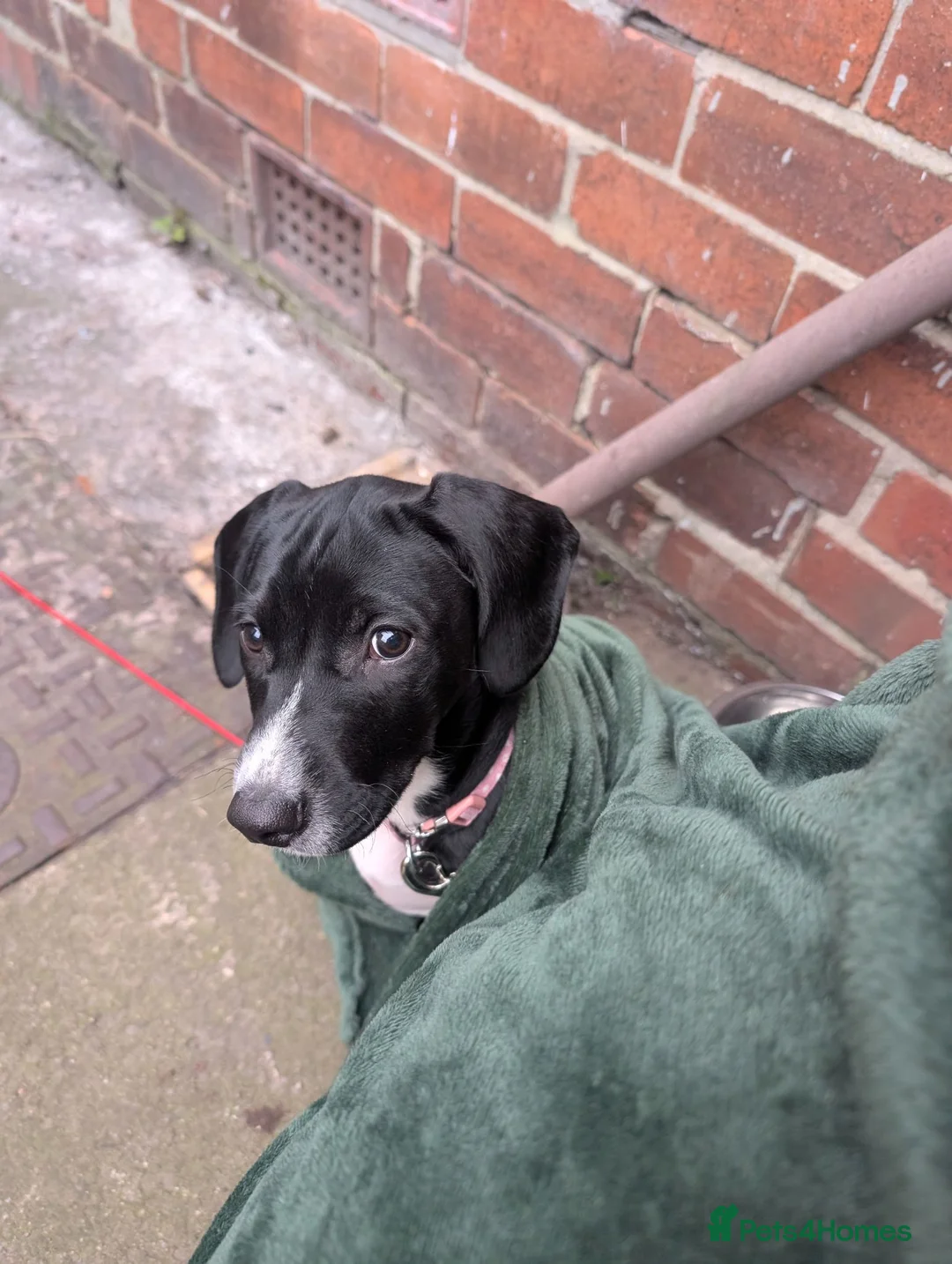 Mixed Breed dogs for sale: Rosie  in Durham - Advert 2