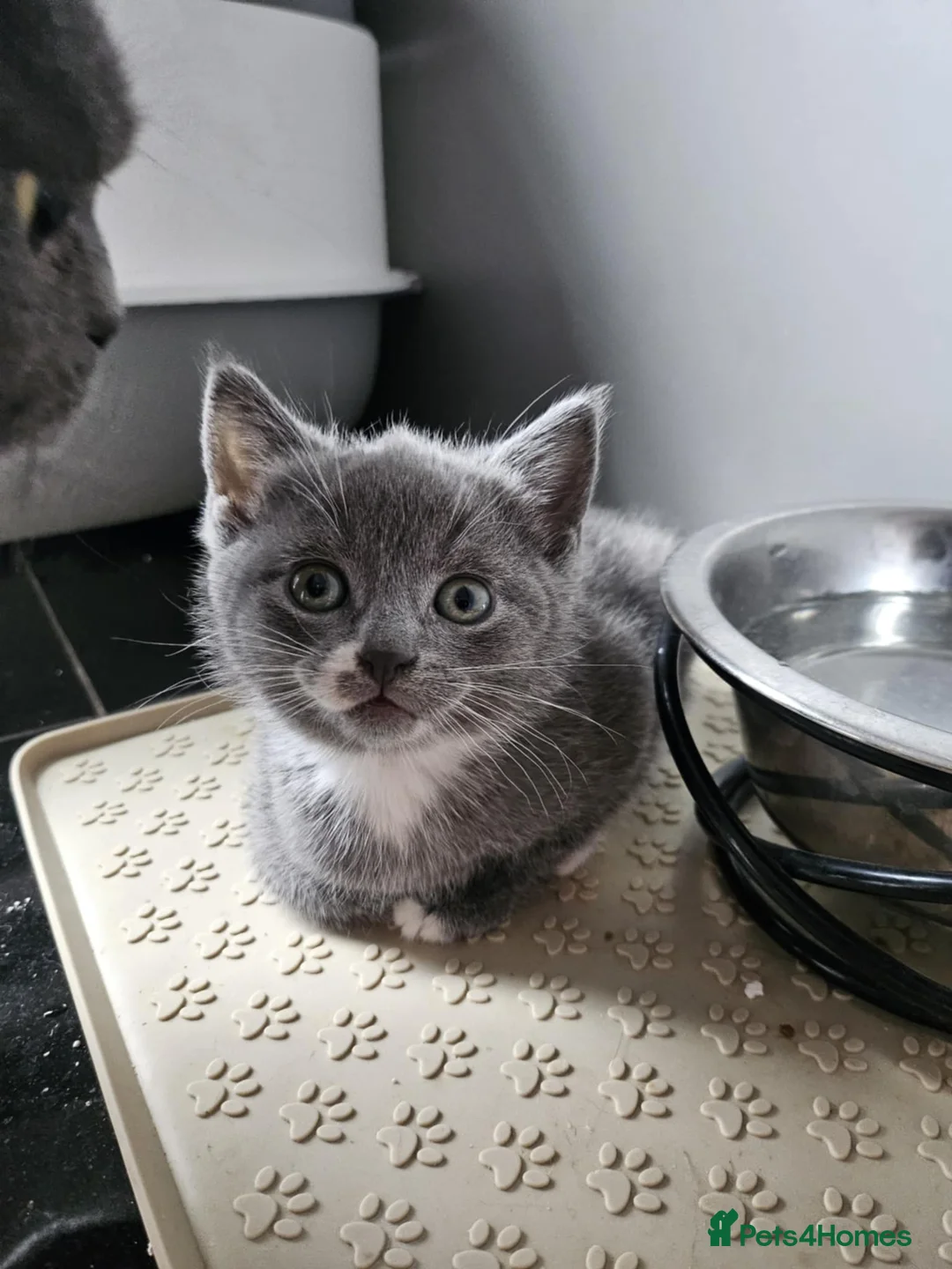 Mixed Breed cats for sale: Two beautiful mixed with British shorthairs  in Basildon - Advert 10