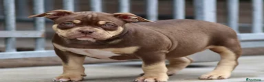 American Bully 4