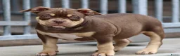 American Bully dogs for sale: READY NOW American Bullys  - Advert 4