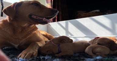 Labrador Retriever dogs - Advert 16