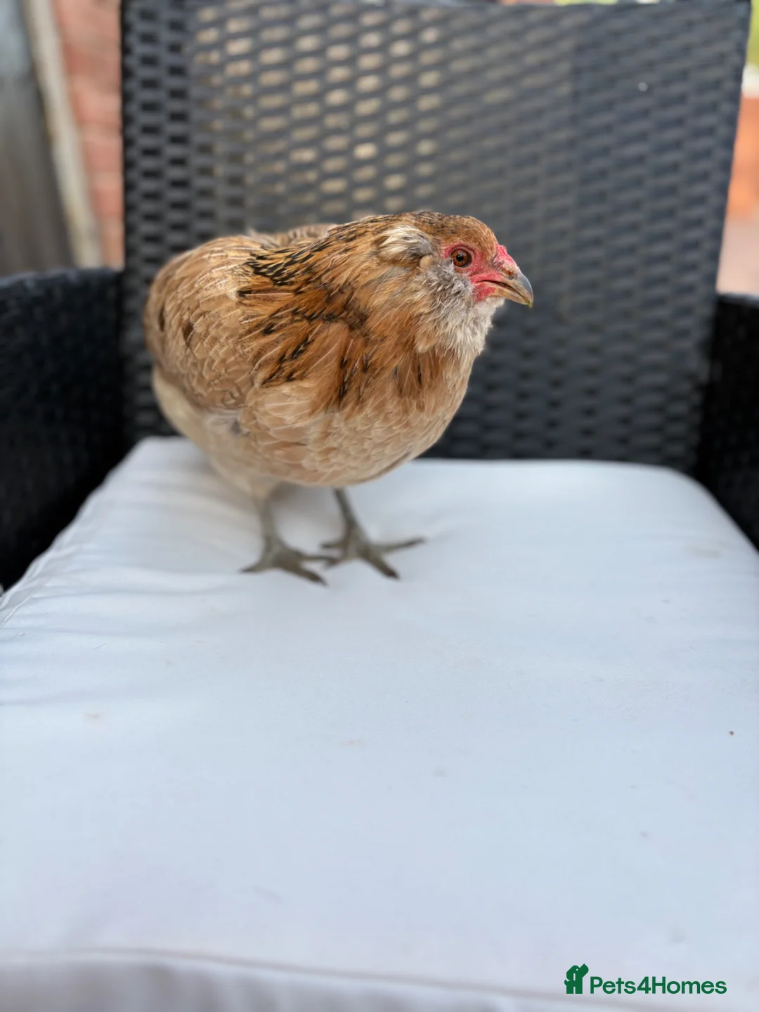 Chickens poultry for sale: Chickens for sale - Advert 2