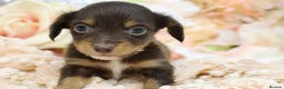 Miniature Dachshund dogs for sale: KC Longhair Miniature Dachshund Puppies - Advert 13