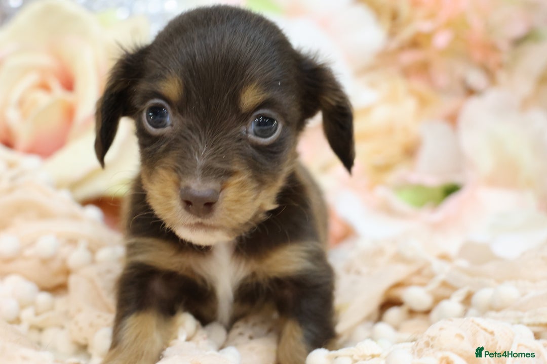 Miniature Dachshund dogs for sale: KC Longhair Miniature Dachshund Puppies - Advert 13