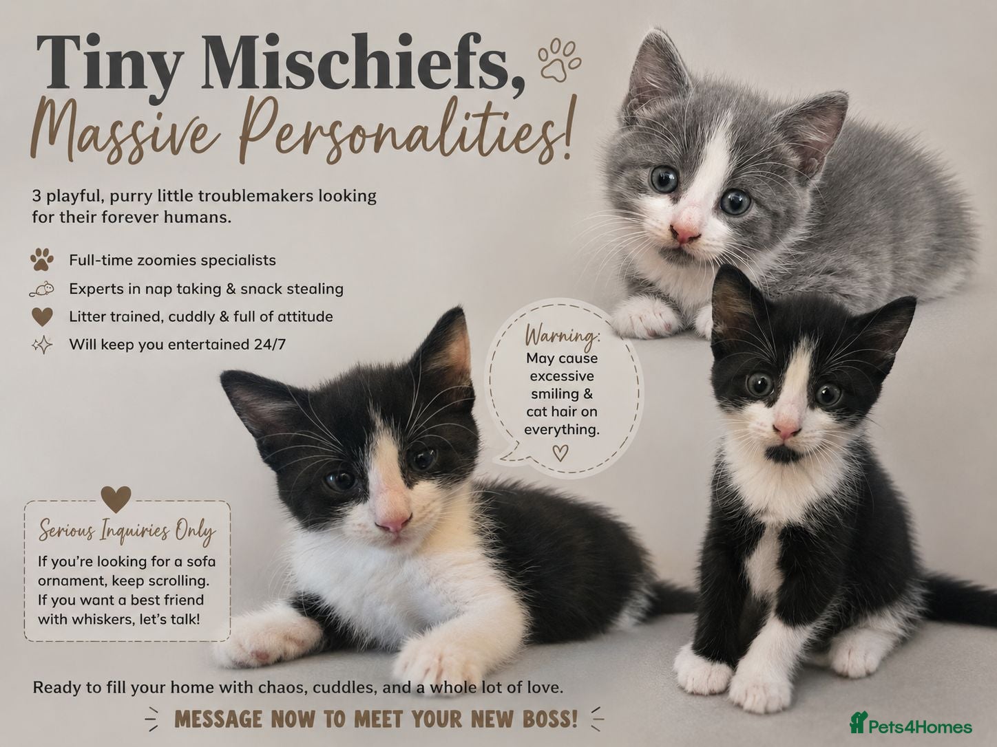 Mixed Breed cats 5 star homes wanted before I become crazy cat lady - Advert 2